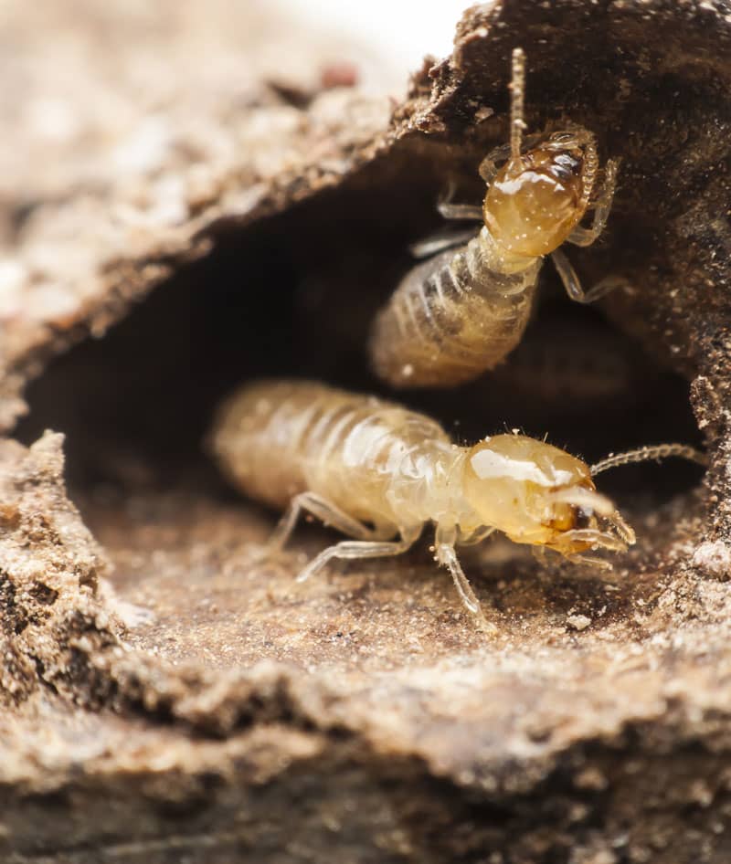 Diagnostic-termites gard